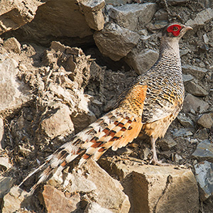 Cheer Pheasant